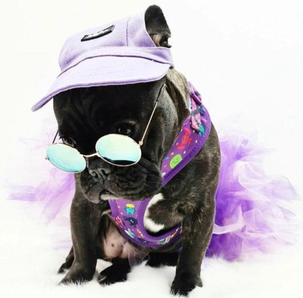Casquette pour animaux violette