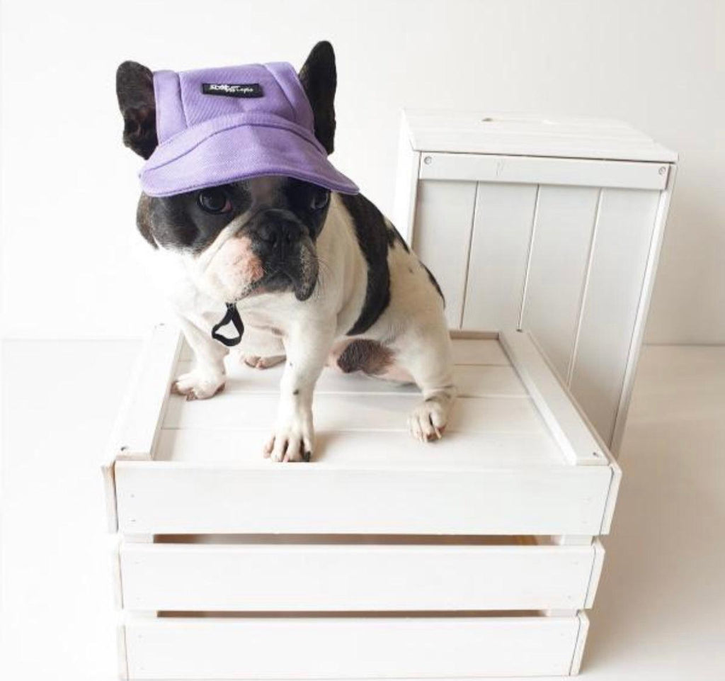 Casquette pour animaux violette
