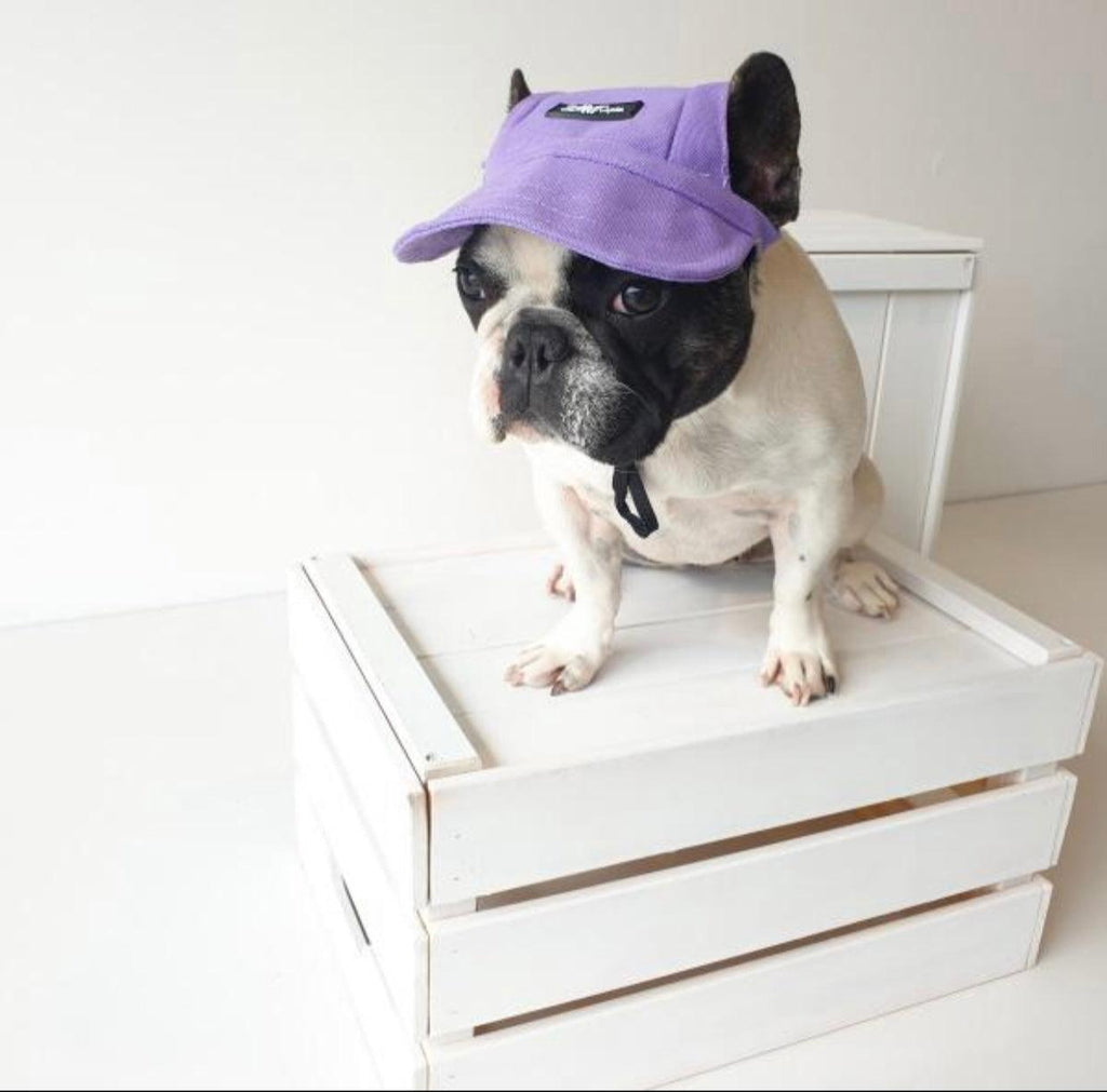 Casquette pour animaux violette