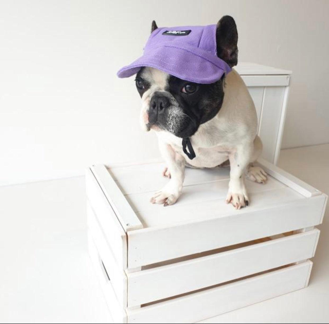 Casquette pour animaux violette