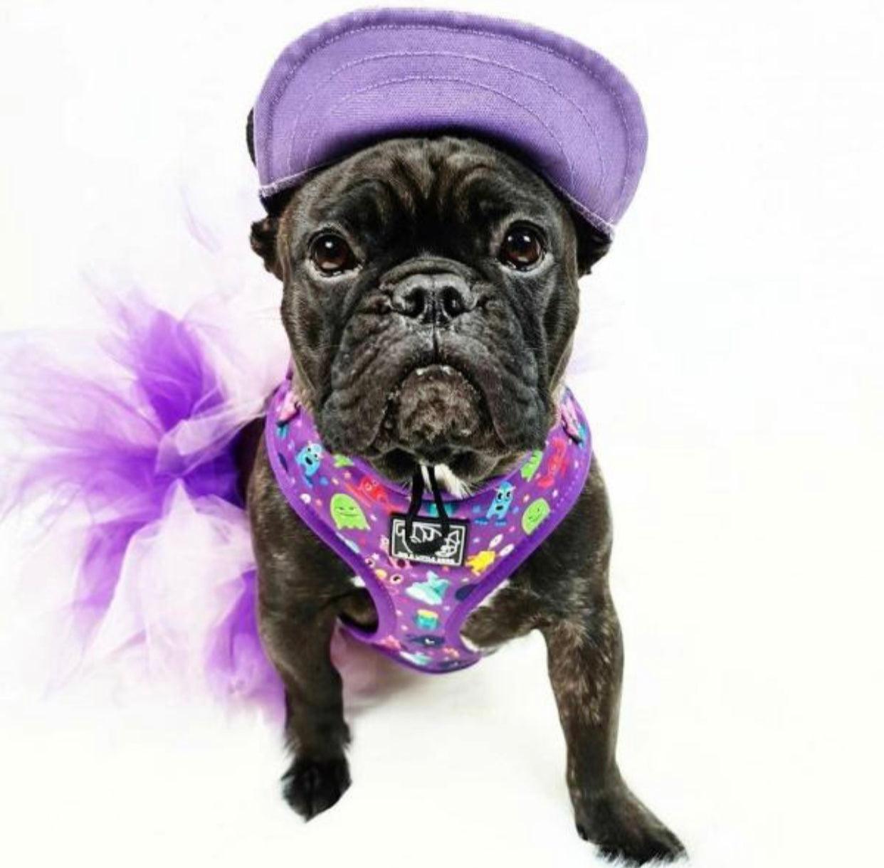 Casquette pour animaux violette