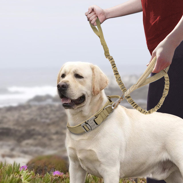 Colliers en nylon pour animaux de compagnie